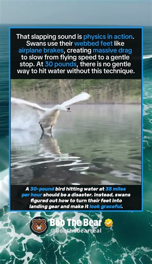 Why Swans Slap Their Feet When Landing