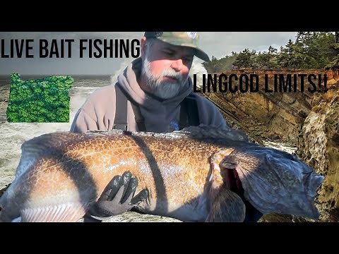 Oregon Live Bait Lingcod