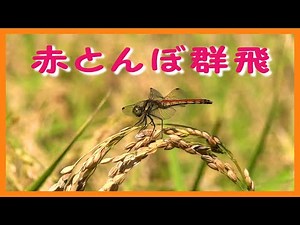 赤とんぼ群飛 ～ 帰ってきた「アキアカネ」