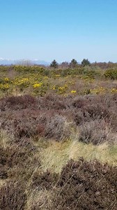 Commeration at Culloden for the 273rd anniversary of the battle #pibroch #piper #CullodenMoor #Culloden #History #Scotland #ScottishBanner #ScotSpirit #Outlander #Alba #BattleOfCulloden #Culloden273 #Jacobite #Highlanders | Inverness Outlanders