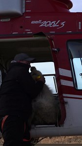 Colorado Parks and Wildlife released five gray wolves onto public land in Grand County Monday evening. (Video footage shot by Jerry Neal, Colorado Parks and Wildlife) | The Denver Gazette