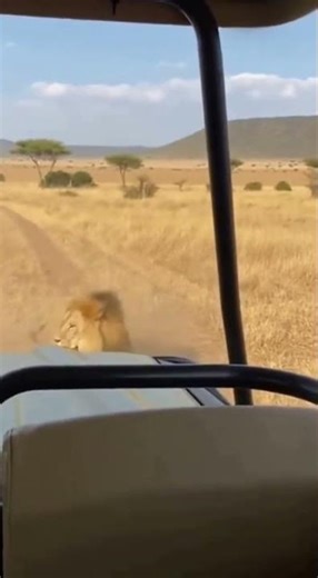 Safari Shocker Zebra Outsmarts Lion!