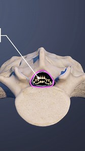 The L5-S1 motion segment provides the bony enclosure for the cauda equina nerves that continue down from the spinal cord. | Spine-health