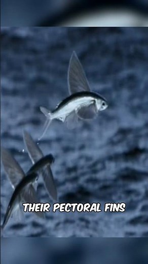 Flying Fish | Nature's Tiny Airplane! #shorts