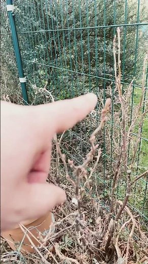 Protect Your Fruit Trees in February 🌳 | Tips for Care and Disease Treatment