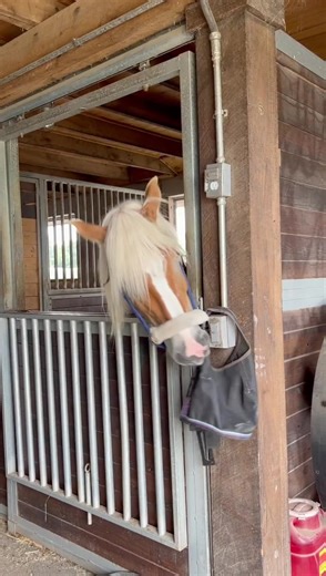 The Silly Horse: A Compilation of Funny Moments