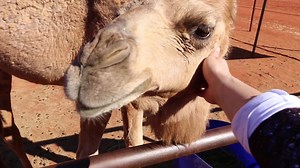 6.6K views · 25 reactions | Whether it's embarking on an early-morning ride or catching a glimpse of an awe-inspiring sunset, you can enjoy a peaceful camel ride through Uluru in Australia’s Outback, Northern Territory. | Swain Destinations | Facebook
