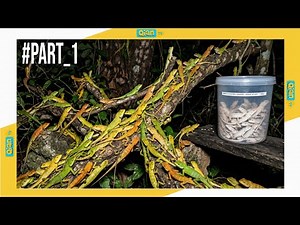 GILA! Berburu Bunglon Malam Dapat SERIBU!! Warna Hijau, Oren, Putih Semua Ada | PART 1