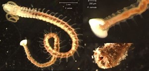 Polydora (annelid) - Alchetron, The Free Social Encyclopedia