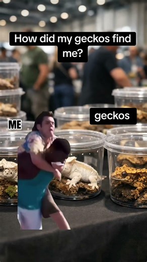 I didn’t find my geckos… they found me