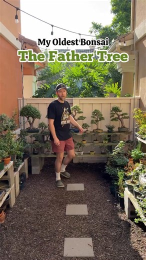 184K views · 8.1K reactions | Join me while I give a trim to the tree that started at all. The Father Tree is well on its way to becoming a broom style bonsai, and in a few years might be ready for a nicer pot. #bonsai #bonsaitree #garden #plants #nature | Zane’s Trees | Facebook