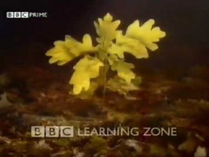 BBC Prime - BBC Learning Zone (late 90s/early 00s?)
