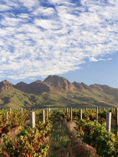 Discover Cape Winelands: Nature's Rhythm in South Africa