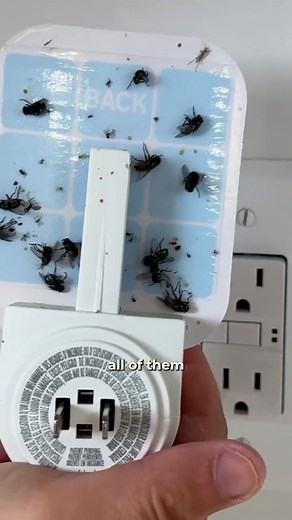 62K views · 200 reactions | Each glue card lasts up to 30 days too 勞 #flytrap #indoorflytrap #fruitflytrap #amazonfinds #ourfavoritefinds | Favorite Finds | Facebook