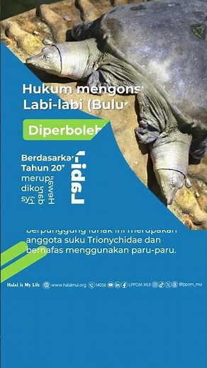 Halalkah Labi labi? Begini Penjelasannya