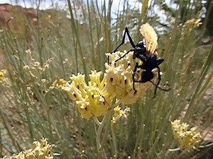 8.4K views · 138 reactions | A female tarantula hawk (identified as...