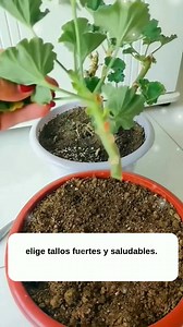 El método para propagar geranios . . . . . . . . . . . . . . . . . . . . ¿Quieres multiplicar tus geranios gratis y llenar tu casa de flores? Te enseño cómo hacerlo paso a paso con esquejes #Jardinería #garden #gardening #jardineriaencasa #plants | Jardineria Online