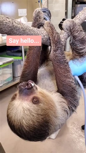 Adorable Baby Sloth Say Hello | Cute Sloth Life Moments