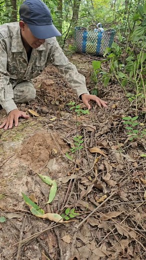 7K views · 96 reactions | Một ngày đi rừng quá may mắn trúng ụ sâm ô linh quý hiếm #manhthosan #samolinh | Mạnh Thợ Săn | Facebook