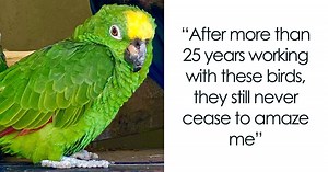 Parrot Singing Beyoncé’s “If I Were A Boy” Goes Viral And It’s Really Wholesome