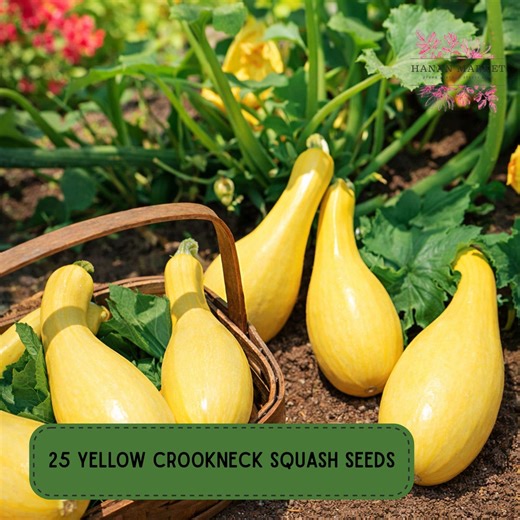 25 Yellow Crookneck Squash Seeds, Heirloom Summer Squash Variety - Etsy