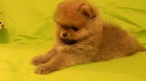 18K views · 1.5K reactions | Cute pom dog via Alexei Smirnov | BuzzSharer Pomeranians | Facebook