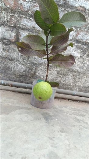 VLOG AFTER 100 DAYS 😀💐