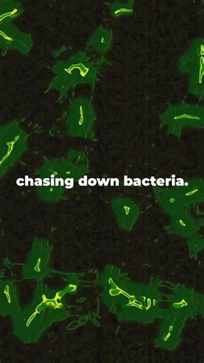 Protists: The Forgotten Kingdom 🦠