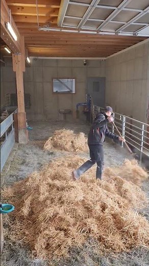 nothing special, just some new bedding for our goats 🐐💨 #agriculture #dairy #farming #goat #ziege