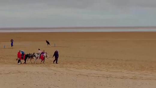 1.5K views · 32 reactions | ️ Experience the joy of donkey rides in...