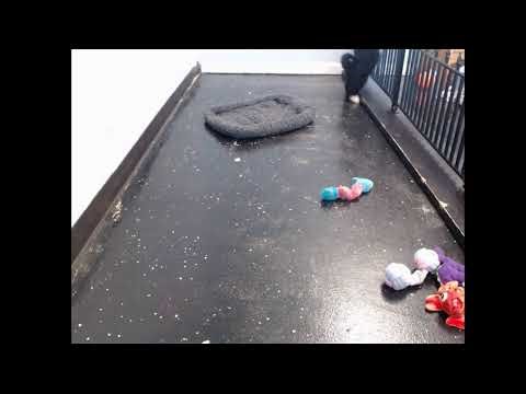 Cocoa - Male Lhasapoo