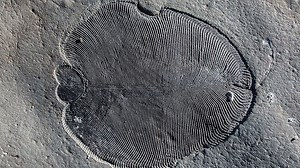 Traces of the oldest creature of the earth - 558 million years ago have been reported and the mysteries of decades that paleontology has pursued are elucidated