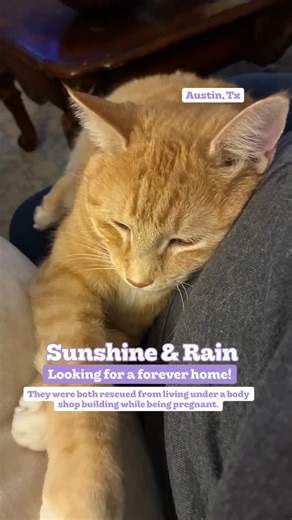 Austin Cats & Dogs Rescue on Instagram: "Mama Rain & Mama Sunshine are looking for a forever home of their own in Austin, Tx! They are the moms of the 6 Texas Longhorn kitties! These two girls lived (for who knows how long) under a body shop building; alone, where it was very hot & full of ants. Both of them were also pregnant. Our rescue team rushed in as soon as Mama Rain started to have her babies. 10 days later, Sunshine had hers too. Now, their kittens are all 7 months old, and Mama Rain & 