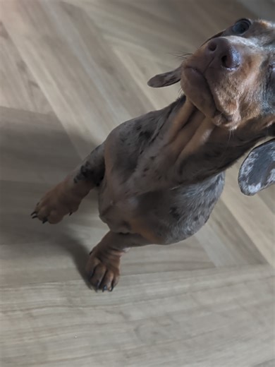 Successful Puppy Training: Treat Rewards Explained