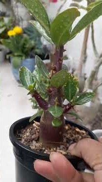 Black & chocolate skin adenium 🪴