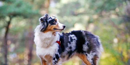 15 Energetic Dog Breeds for People With an Active Lifestyle