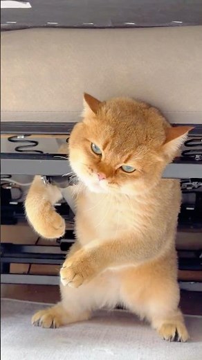 Cats are built different 😂🐱