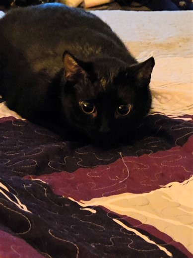 Midnight the Hunter: Chasing the Elusive Laser Pointer