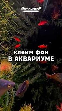 AQUARIUM FOR BEGINNERS 1 hour