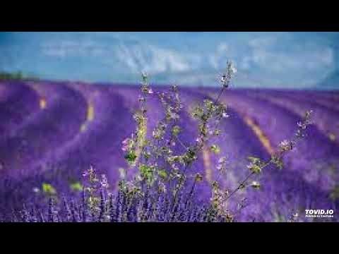 8809 1 August 11, 1958 Holland Class, Joel S Goldsmith