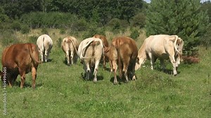 Cow bums. A group of cows show their backsides to the camera.