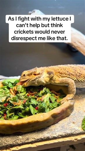 The greens are fighters but in the end I always win. #beardeddragon