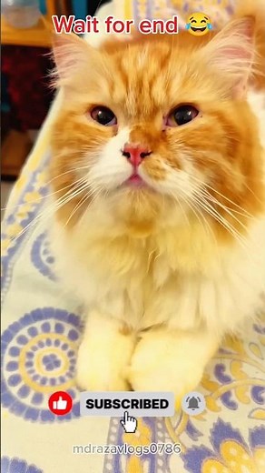 billu se panga nhi lene ka🤣😂😄 #cat #catvideo #catcomedy #viralcat #cats