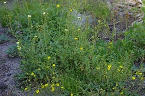 Potentilla gracilis - Alchetron, The Free Social Encyclopedia