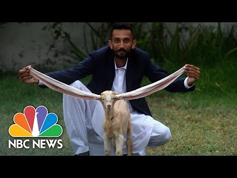 Simba The Goat Is All Ears