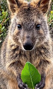 8.5K views · 78 reactions |  This is the QUOKKA — The World’s...