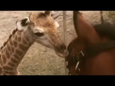 Heartwarming interaction between horse and baby giraffe