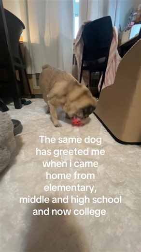 The Joy of Coming Home to My Beloved Dog