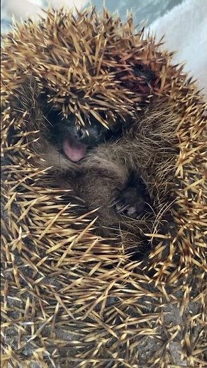 Screaming Hedgehog! #hedgehog #cuteanimals