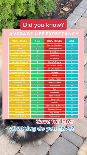 Exploring Dog Life Expectancy: Facts, Tips, and More!